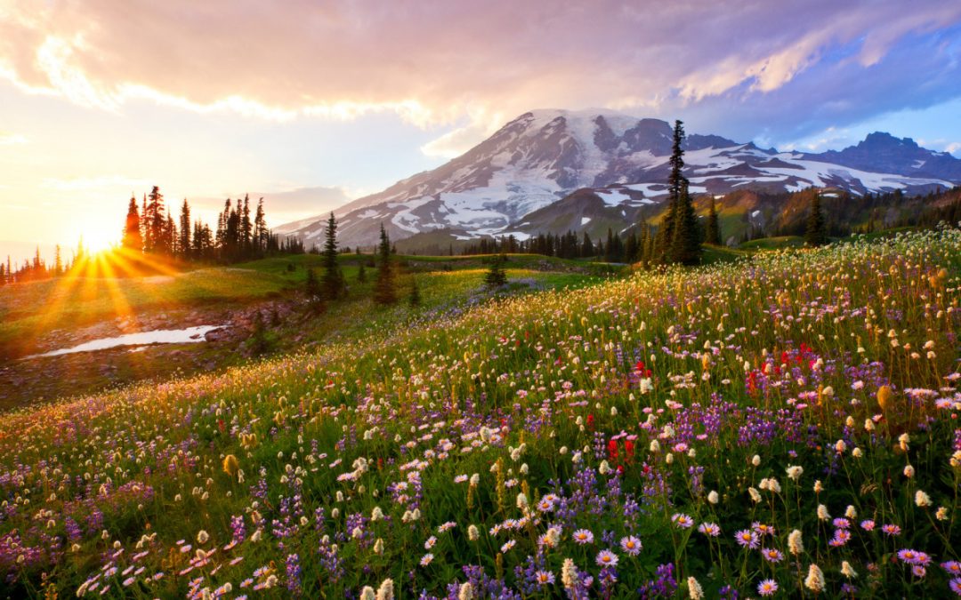 Unleash Your Adventurous Spirit: Explore Mount Rainier National Park on Our Small Group Luxury Day Tour with Lunch