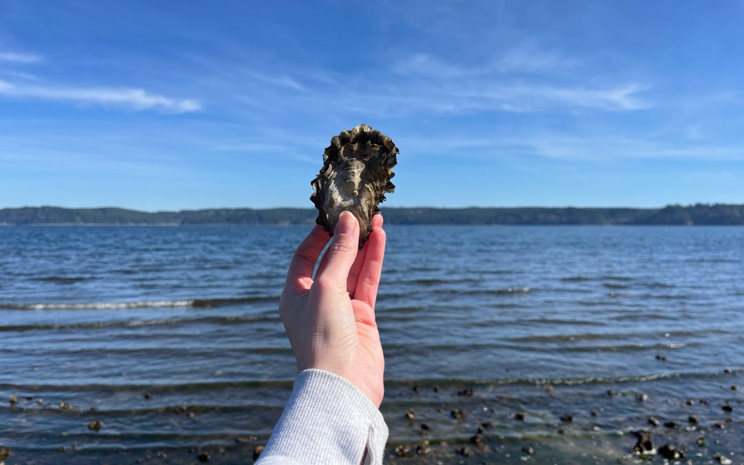 Embark on an Unique Oyster Harvesting Adventure in the Heart of the Pacific Northwest