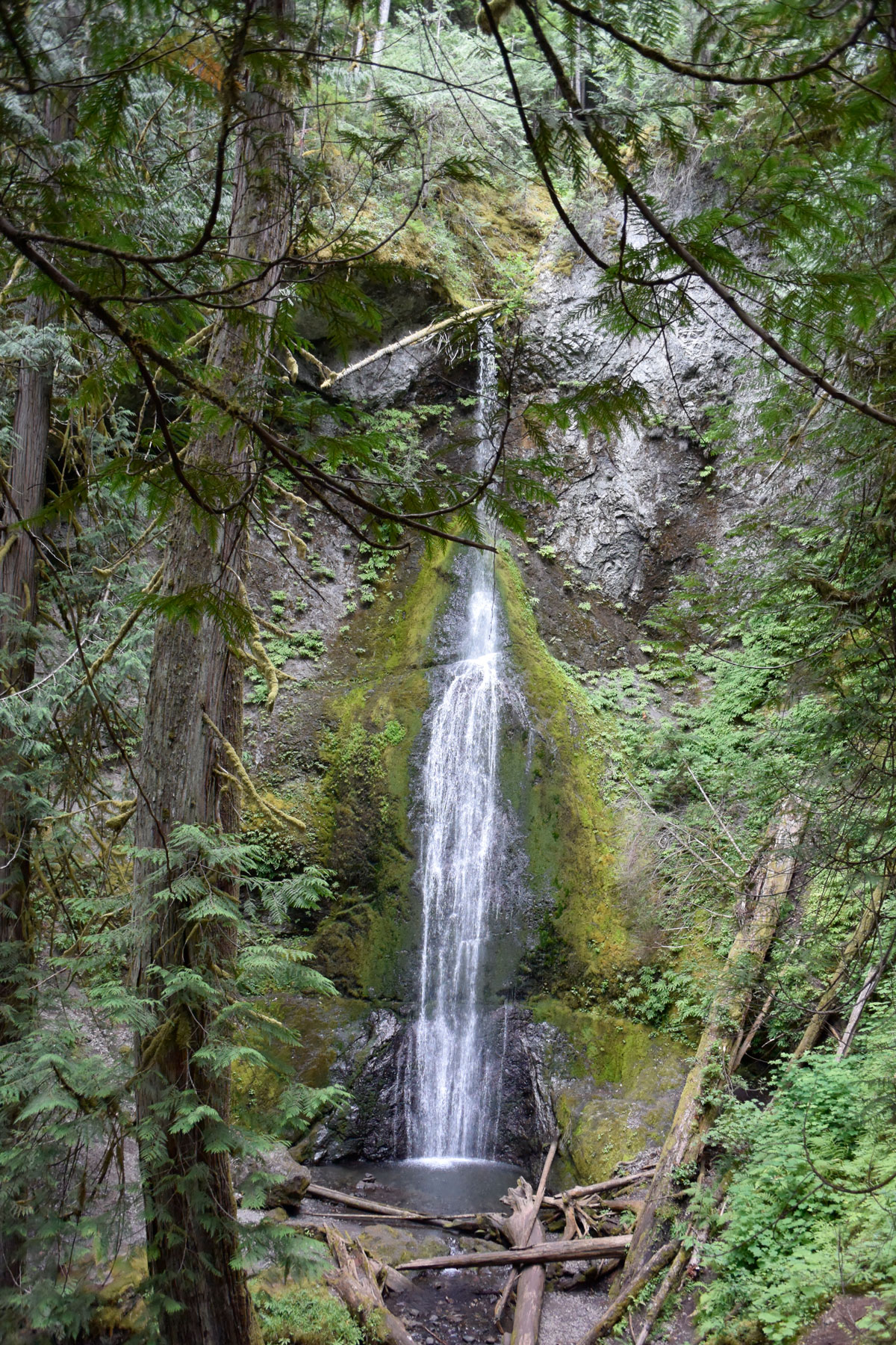 Trailside beauty at Marymere Falls, a glimpse into the lush exploration awaiting at Olympic National Park.