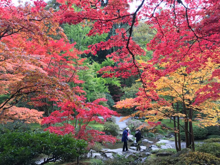 A Symphony of Fall Colors: Visiting Seattle Japanese Garden This Autumn