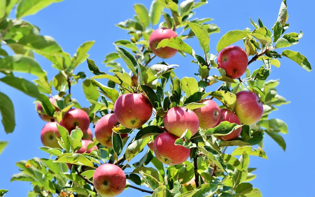 The Best Apple Picking Farms Near Seattle