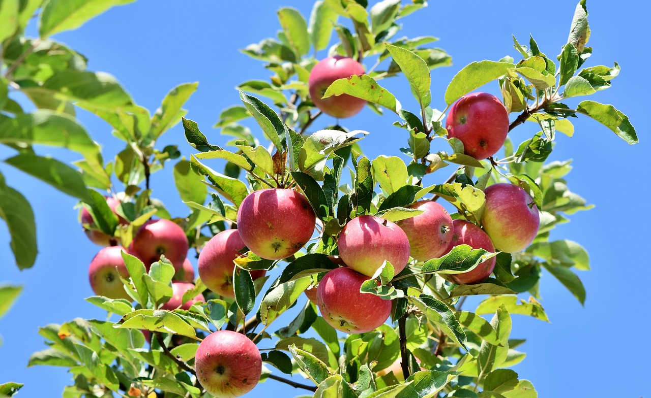 The Best Apple Picking Farms Near Seattle